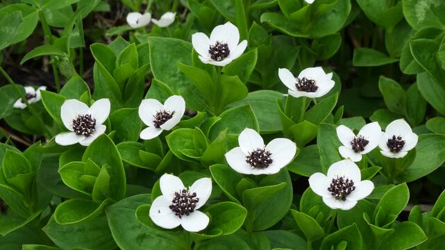 The white, austere Aryan flowers of the Swedish dogwood plant in the Lapland tundra on an autumn day.