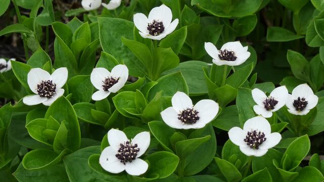 The white, austere Aryan flowers of the Swedish dogwood plant in the Lapland tundra on an autumn day.