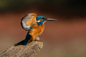 Fototapeta premium Kingfishers.