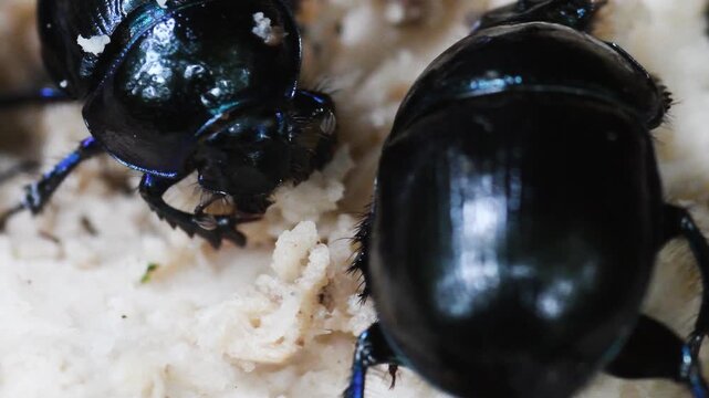 sacred scarab,  Beetle ,  Scarabaeus sacer, on mushroom, eating, close up, , Albavilla, Lombardy, Italy