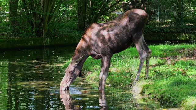 The moose or elk, Alces alces is the largest extant species in the deer family. Moose are distinguished by the broad, flat, or palmate antlers of the males.