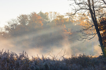 Fototapeta premium Park in Rheinsberg im Herbst im frostigen Morgenlicht