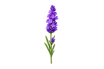 Fototapeta premium Lavender sprig showcasing vibrant purple flowers, a fragrant herb used in aromatherapy, cosmetics, and culinary arts