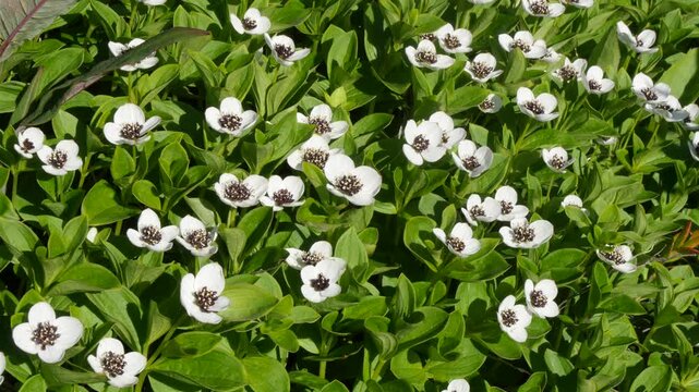 The white, austere Aryan flowers of the Swedish dogwood plant in the Lapland tundra on an autumn day.