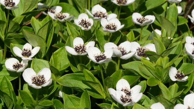 The white, austere Aryan flowers of the Swedish dogwood plant in the Lapland tundra on an autumn day.