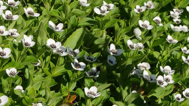 The white, austere Aryan flowers of the Swedish dogwood plant in the Lapland tundra on an autumn day.