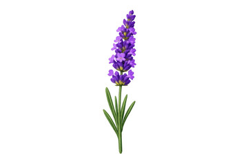 Fototapeta premium Lavender plant blooming with delicate purple flowers, providing a calming essence. Isolated botanical element on transparent background
