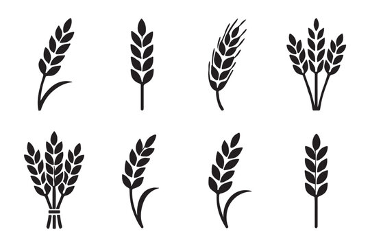 Simple hand drawn line art of a wheat stalk on a white background