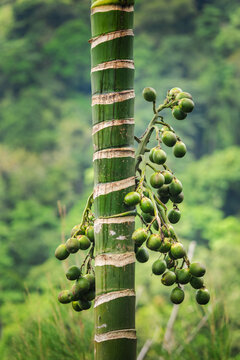 Green areca palm trunk with clusters of unripe betel nuts growing in tropical landscape against soft blurred jungle background