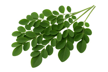 Obraz premium Fresh green Moringa leaves on small stems against a white background