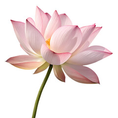 Naklejka premium Soft pink lotus flower isolated on transparent background PNG