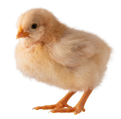 Healthy buff orpington chicken chick isolated on a studio shot © Guy Sagi