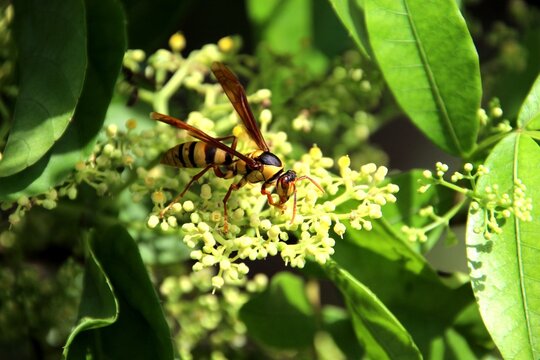 inseto marimbondo - vespa - Polistes     