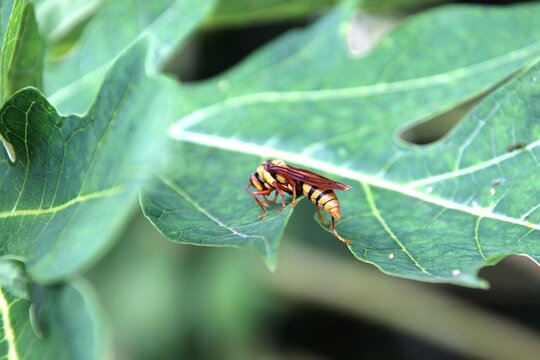 inseto marimbondo - vespa - Polistes     