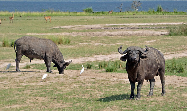 OUGANDA, une aventure au c&oelig;ur de l'Afrique entre safari et randonn&eacute;e. Gros plan sur le buffle d'Afrique dans le Parc National de Murchison.