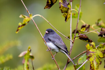 Obraz premium Dark-eyed Junco