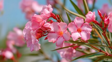 Fototapeta premium Vibrant pink oleander flowers blooming in sunlight against blue sky.