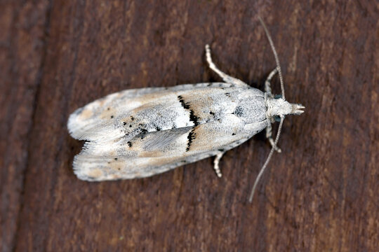 Crescent Bell or Crescent Tortrix, Epinotia bilunana of family known as tortrix moths or leafroller moths, Tortricidae. Caterpillars and larvae eat birch, Betula leaves.