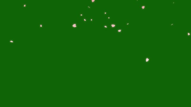 4K Cherry blossom petals dance in wind, cherry blossom particle animation, Cherry blossom, sakura leaves falling,Pink cherry blossom petals falling gracefully, japanese spring concept on green screen