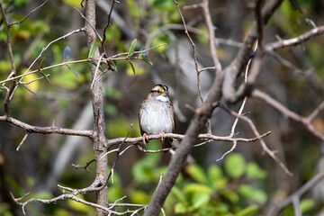 Fototapeta premium White-Throated Sparrow