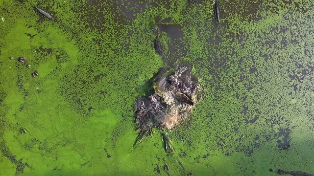 Hungry Crocodiles Catching a piese of Meat being thrown them during the Feeding on the farm. Aerial sot slow motion