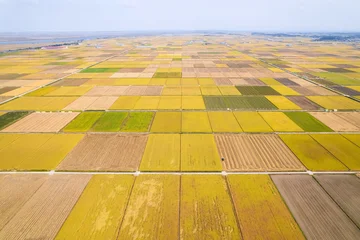 Fotobehang Oranje 벼가 노랗게 익은 황금들판의 풍경  © jeong