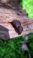 Obraz premium Cocoon on the leaf