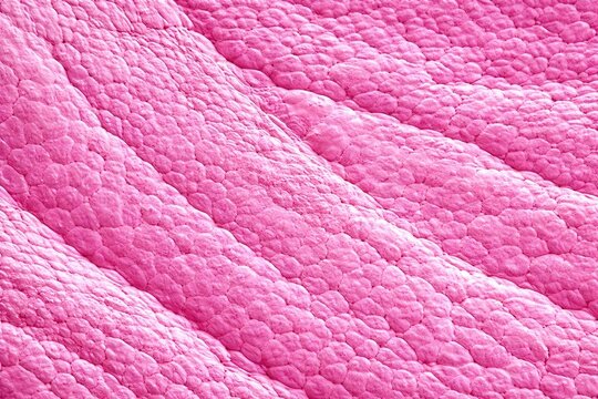 Pink tongue surface texture closeup with taste buds macro background

