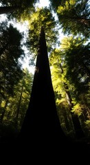 Scenic morning sunlight filters through misty green trees, casting ethereal sun rays across a winding forest path in this tranquil autumn landscape