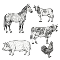 Vector Illustration of Farm Animals Line Art Drawing Horse Cows Pig Rooster Set.png