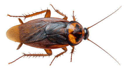 A macro close-up of a brown cockroach insect pest with long antennae isolated on a white background, captured as a detailed wildlife roach portrait
