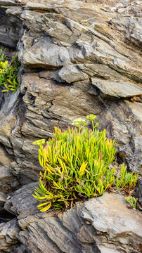 Wild plant growing among coastal rocks