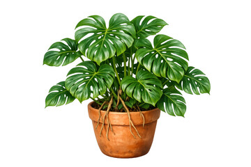 Fototapeta premium Monstera deliciosa plant flourishing in a terracotta pot, showcasing lush green leaves and exposed roots, on a transparent background