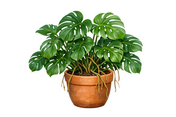 Obraz premium Monstera deliciosa plant with lush green leaves and aerial roots in a terracotta pot, a popular tropical houseplant