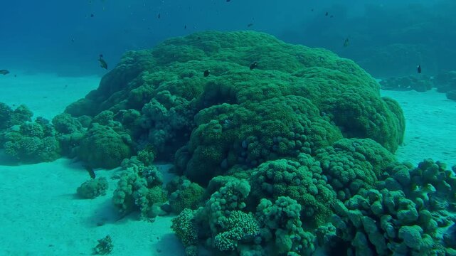 Approaching giant colony of Flowerpot corals on coral garden in blue depth sea, Slow motion of Anemone coral, Goniopora columna soft corals, Underwater coral reef scene