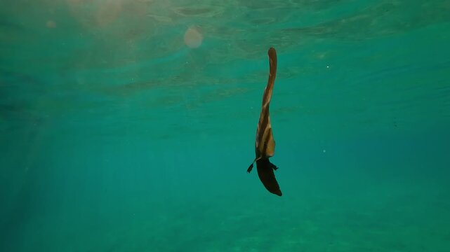 Baby Longfin Batfish swimming reflected in water surface in evening light at sunset, Back light, Slow motion baby Bat fish swimming under water surface at sundown in contre-jour