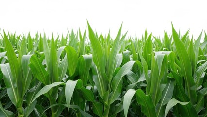 Fototapeta premium Vibrant green cornfield under clear sky