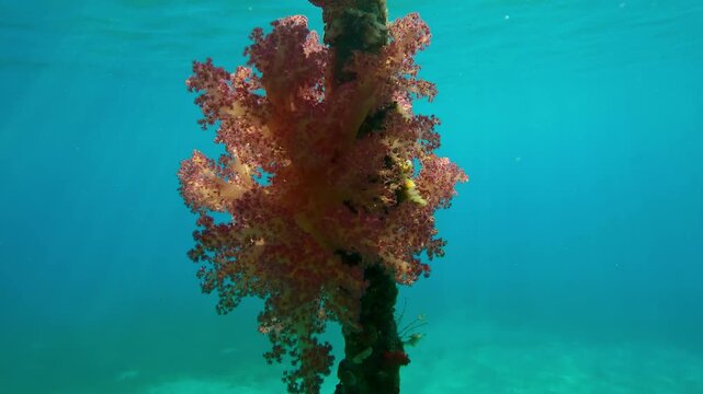 Close up of chain hanging from pier covered with mollusks and beautiful soft corals in bright sunrays, Backlit, Slow motion of Soft Coral Dendronephthya grows on hanging chain