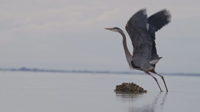 Great Blue Heron takes off flying from a bay in slow motion