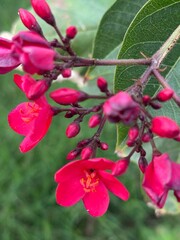 Obraz premium Bright red flowers and unopened buds cluster on thin stems, contrasted against textured green leaves in a close-up natural view - Peregrina or Spicy Jatropha.