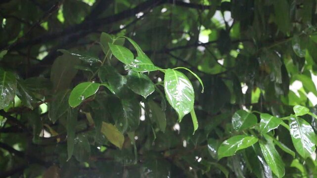 Close-up of a bush where heavy rain is lashing the leaves