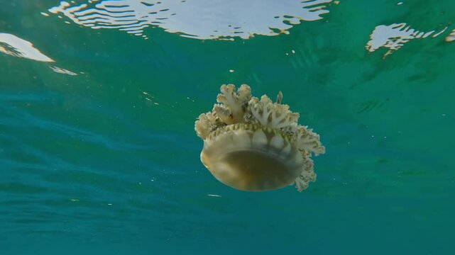 Bottom view of Jellyfish swimming below surface of water reflecting in it on sunny day, Slow motion of Upside Down Jellyfish, Cassiopea andromeda under surface of water