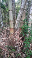 bamboo tree stump