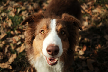 Naklejka premium Close up portrait of an Australian shepherd dog outdoors in autumn, looking directly at the camera with alert eyes, expressive face, and warm natural light.