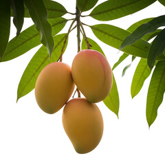 Three ripe mangoes hanging from a leafy branch