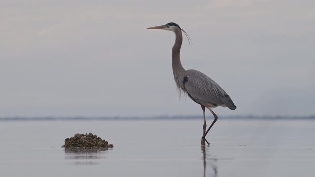 Great Blue Heron standing in a bay, shakes it's head in slow motion