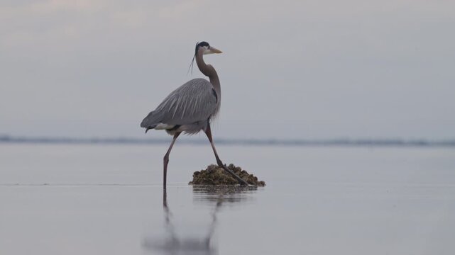 Great Blue Heron walking, looking and hunting for food in slow motion, strikes water