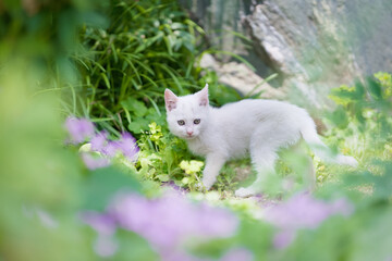 5月、すくすく育つ白い仔猫