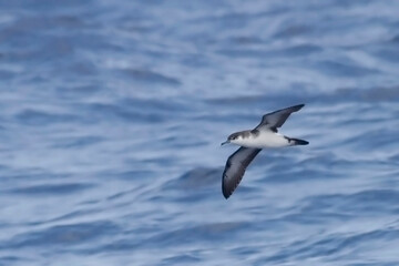 Obraz premium Manx Shearwater, Puffinus puffinus in flight
