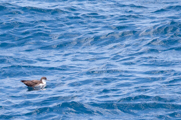 Fototapeta premium Galapagos Shearwater, Puffinus subalaris, resting on the water